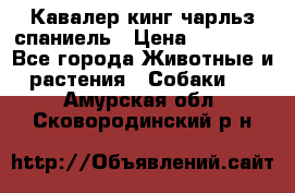 Кавалер кинг чарльз спаниель › Цена ­ 40 000 - Все города Животные и растения » Собаки   . Амурская обл.,Сковородинский р-н